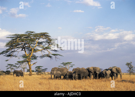 Elefantenherde in den Serengeti Nationalpark Tansania Ostafrika Stockfoto