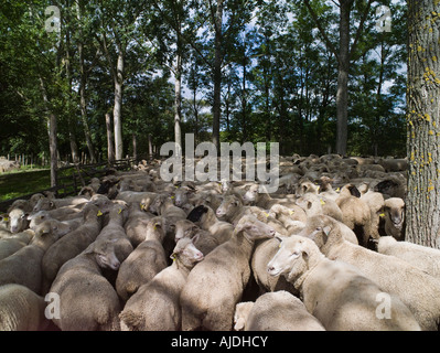 Schafe im Stift, in der Nähe von Husztot, Süd-West Ungarn Stockfoto