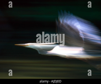 Great Blue Heron im Flug Stockfoto