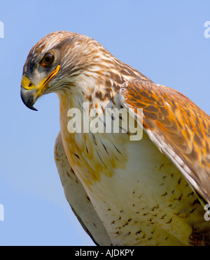 Kopf und Schultern Porträt einer eisenhaltigen Bussard Buteo Regalis vor einem einfachen blauen Himmel hautnah Stockfoto