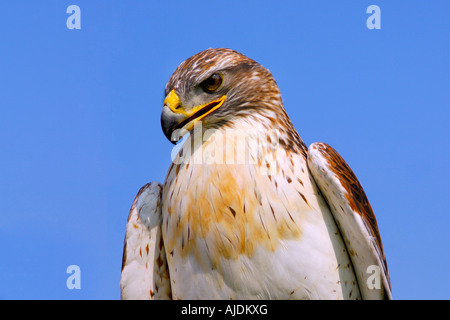 Kopf und Schultern Porträt einer eisenhaltigen Bussard Buteo Regalis einfachen blauen Himmel im Hintergrund schließen Stockfoto