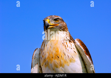 Kopf und Schultern Porträt einer eisenhaltigen Bussard Buteo Regalis vor einem einfachen blauen Himmel hautnah Stockfoto