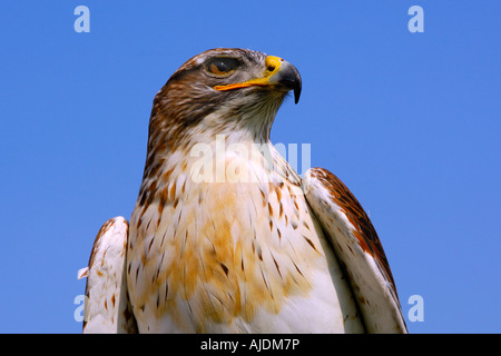 Kopf und Schultern Porträt einer eisenhaltigen Bussard Buteo Regalis Hintergrund klar blauer Himmel starrte seitwärts hautnah Stockfoto