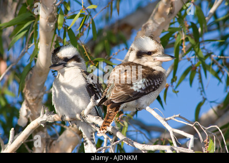 Zwei Kookaburras in Baum im Tannum Sands in der Nähe von Gladstone-Queensland-Australien Stockfoto