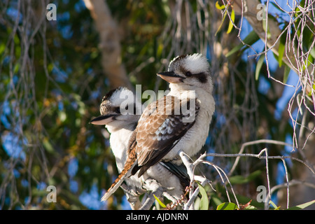 Zwei Kookaburras in Baum im Tannum Sands in der Nähe von Gladstone-Queensland-Australien Stockfoto