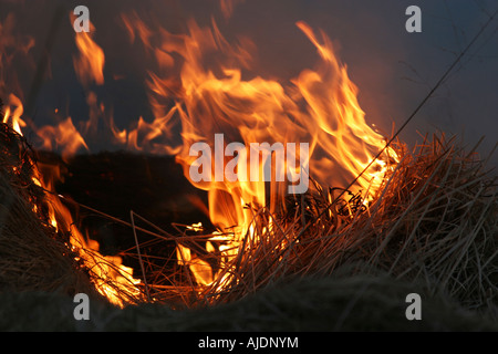 wilde Büsche auf Feuer wütet außer Kontrolle Stockfoto