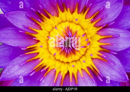 Nymphaea Caerulea. Tropische Seerose Mitte Stockfoto
