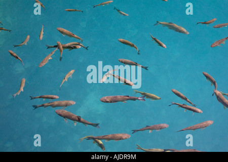 Fisch in den klaren Gewässern der Nationalpark Plitvicer Seen in Kroatien gesehen. Stockfoto