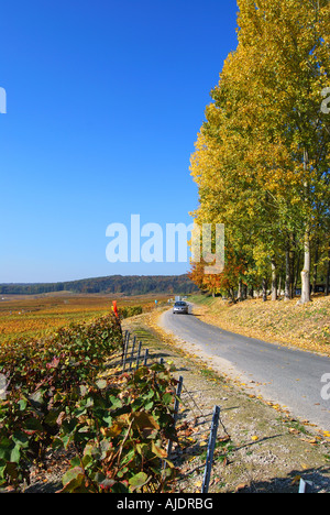 Weinberge im Herbst, Vallee de la Marne, Marne, Champagne-Ardenne, Frankreich Stockfoto