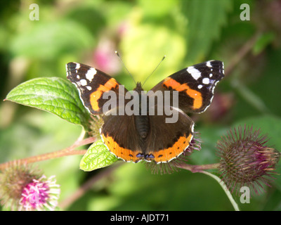 Red Admiral Schmetterling - Vanessa atlanta Stockfoto