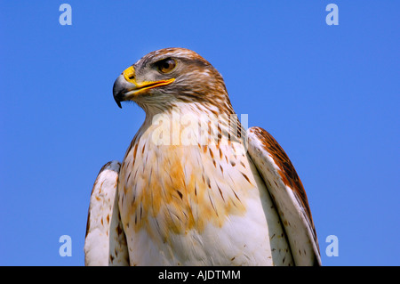 Kopf und Schultern Porträt einer eisenhaltigen Bussard Buteo Regalis Hintergrund klar blauer Himmel starrte seitwärts hautnah Stockfoto