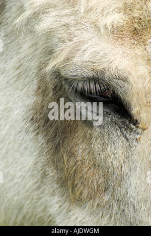 Nahaufnahme von einem Esel halbgeschlossenen Augen. Stockfoto
