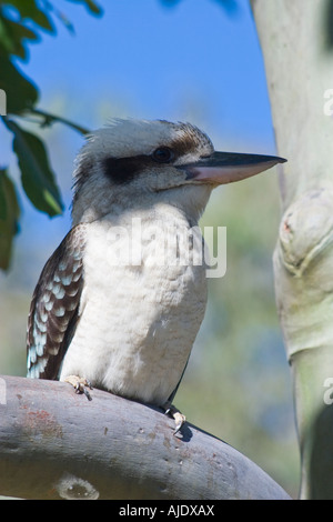 Kookaburra im Baum im Tannum Sands in der Nähe von Gladstone-Queensland-Australien Stockfoto