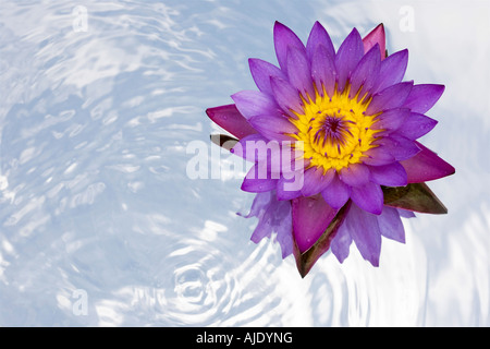 Nymphaea Caerulea. Tropische Seerose Blume auf einem Spiegel im Plätschern des Wassers Stockfoto