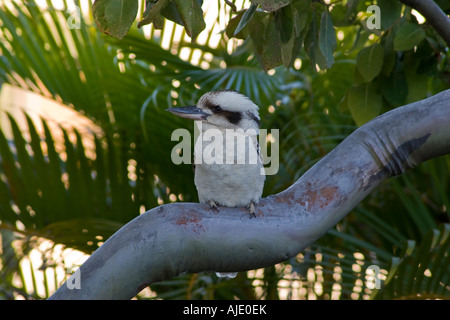 Kookaburra im Baum im Tannum Sands in der Nähe von Gladstone-Queensland-Australien Stockfoto