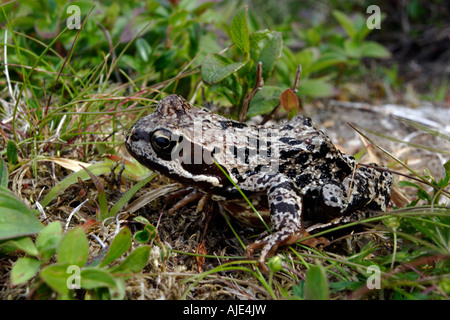 Moorfrosch, Norwegen. Dies ist Mitglied in einer der drei Froscharten in Norwegen, Rana arvalis oder Moor Frog. Stockfoto