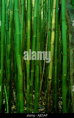 Nahaufnahme des Bambuswaldes oben Oheo Gulch, Haleakala NP, Maui Stockfoto