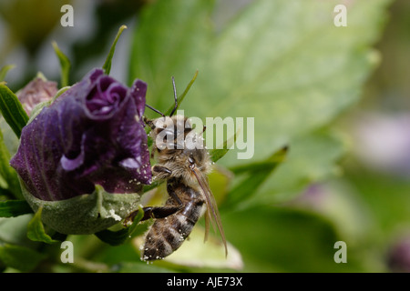 Honigbiene (Apis mellifera) auf Hibiskus Stockfoto