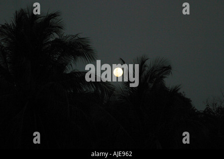 Vollmond in der Nacht durch die Palmen der Hut Yuan Beach Thailand Stockfoto