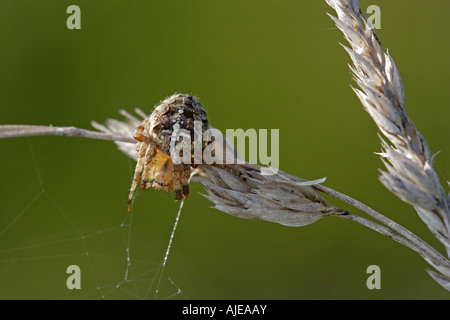 Araneus diadematus, der European Garden Spider, in ihre Web Stockfoto