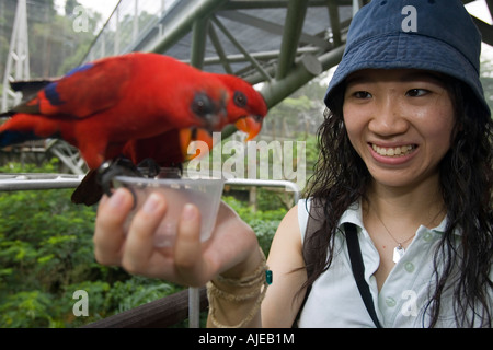 Junge Studentin feeds Lorikeets Jurong Bird Park, Singapur Stockfoto