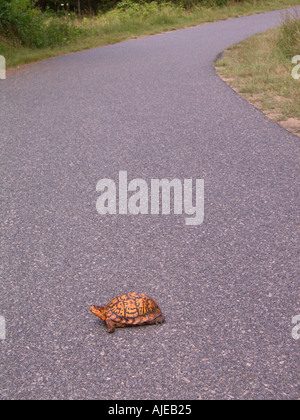 Massachusetts Cape Cod National Seashore Schildkröte Kreuzung Radweg Stockfoto