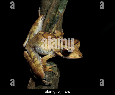 Frosch sp Unkown Sabah Borneo Stockfoto