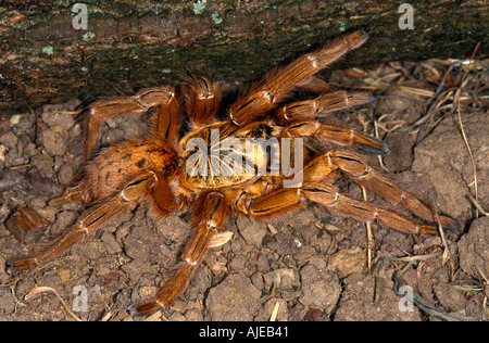 Togo oder Starburst Pavian Spider Hetroscodra Maculata Vogelspinne Stockfoto