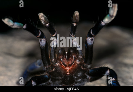 Colbat Blue Spider Haplopelma Lividum Tarantula Thailand Stockfoto