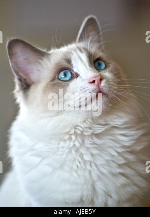 Blue bicolour Ragdoll Kitten männlich Alter von sechs Monaten in Wiltshire England UK EU Stockfoto