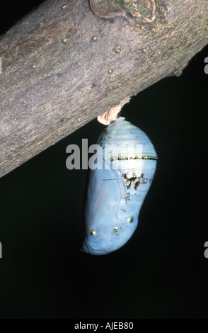 Monarch-Schmetterling Puppen Puppe Stockfoto