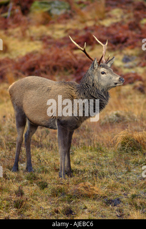 dh Cervus elaphus scoticus HIRSCHE SCHOTTLAND Scottish Highlands Antler Hirsch Rotwild Sutherland wild Hochland Tierwelt Großbritannien Stockfoto