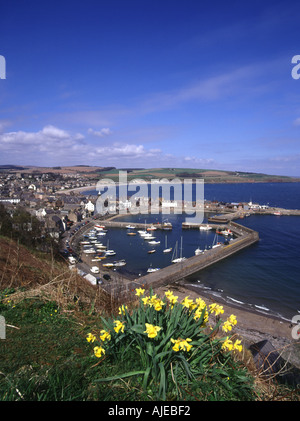 dh Schottland Narzissen Frühling STONEHAVEN HAFEN KINCARDINESHIRE Narzissen Blumen Küste Stadt großbritannien Nordseeküste Städte großbritannien Stockfoto
