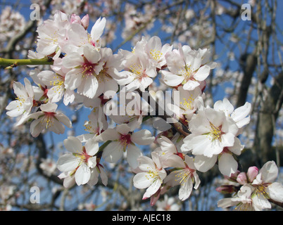 Mandelbaum Prunus Communis oder Amygdalus dulcis Stockfoto