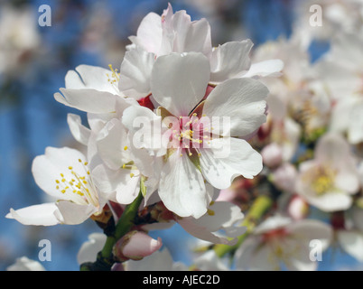 Mandelbaum Prunus Dulcis oder Amygdalus communis Stockfoto