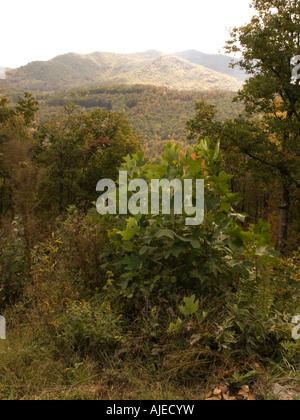 Blue Ridge Mountains, NC USA Stockfoto