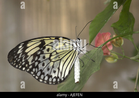 Weißen Baum Nymphe Schmetterling Stockfoto