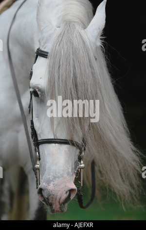 Porträt der Grauschimmel Stockfoto