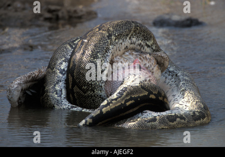 African Rock Python Python Sabae einengenden weißer Pelikan Stockfoto