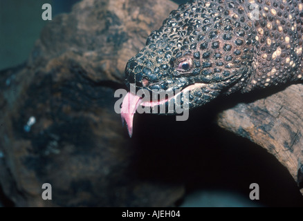 Eidechse Perlen mexikanischen Heloderma Horridum Nahaufnahme des Kopfes Zunge heraus S Stockfoto