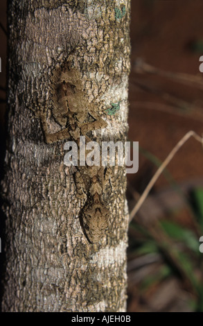 Nördlichen Blatt tailed Gecko Phyllurus Cornutus Australien Stockfoto