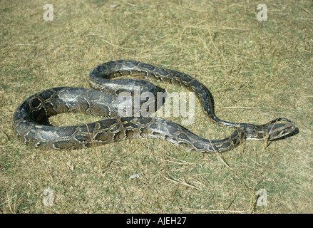 Indian Python Schlange Python aus Gras S Stockfoto