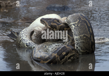 African Rock Python Python Sabae Essen White Pelican Lake Nakuru, Kenia Stockfoto