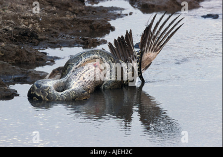 African Rock Python Python Sabae einengenden weißer Pelikan Stockfoto