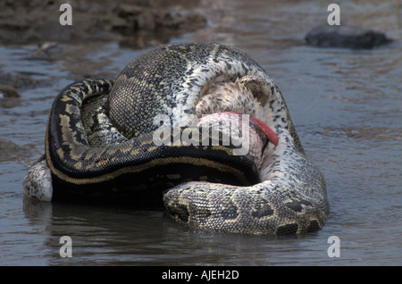 African Rock Python Python Sabae einengenden weißer Pelikan Stockfoto