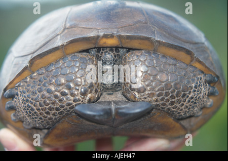 Gopher Schildkröte Gopherus Polyphemus Nahaufnahme von front-end Stockfoto