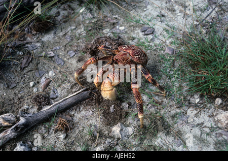 Robber Crab Birgus Latro Nahaufnahme Aldabra Stockfoto