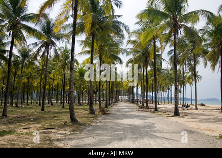 Salz Meerwasser von der Tsunami-Katastrophe 2004 dreht Kokospalme Wedel gelbe Plantage Bang Niang Beach Khao Lak Thailand Stockfoto