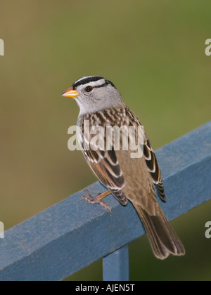 Weiß – Crowned Sparrow thront auf einem Zaun Stockfoto