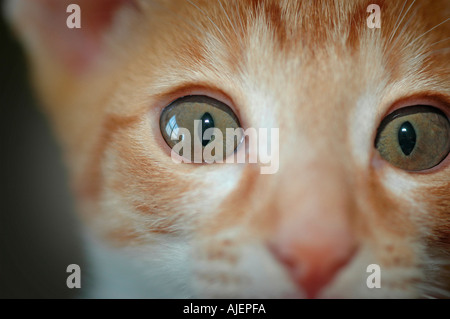 Red White 16 Wochen alte Cornish Rex Katze Kreuz durch Oriental Kurzhaar mit grünen Augen für ein Haustier in Kalifornien USA Amerika Auge Stockfoto